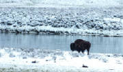 BuffaloinSnow.jpg
