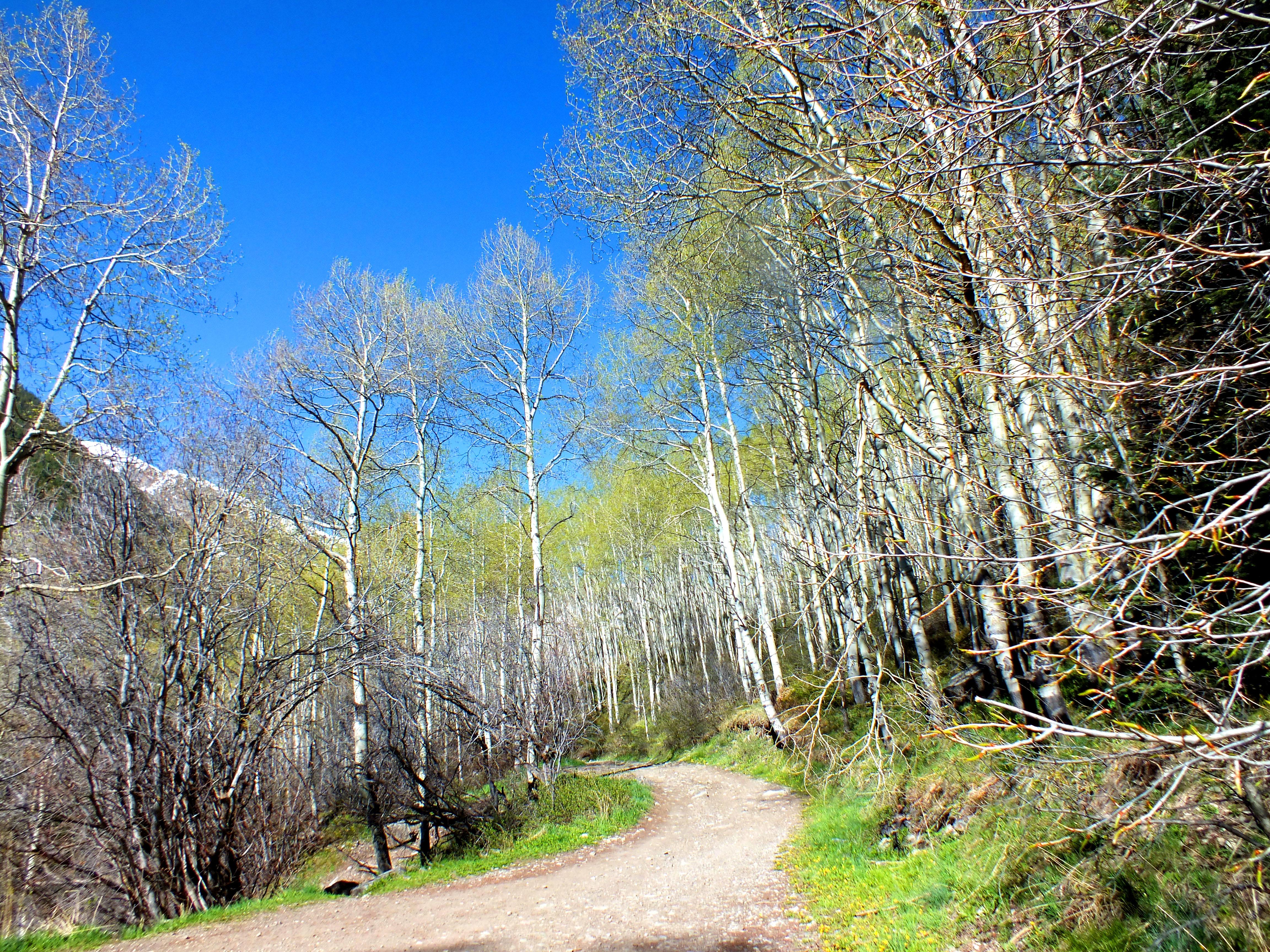 ROAD LESS TRAVELED